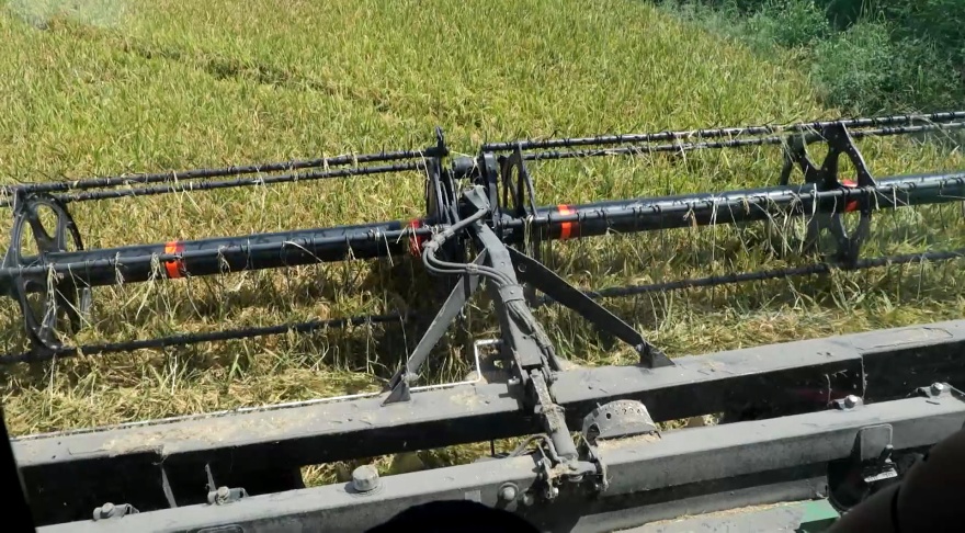 Louisiana rice harvest moving quickly